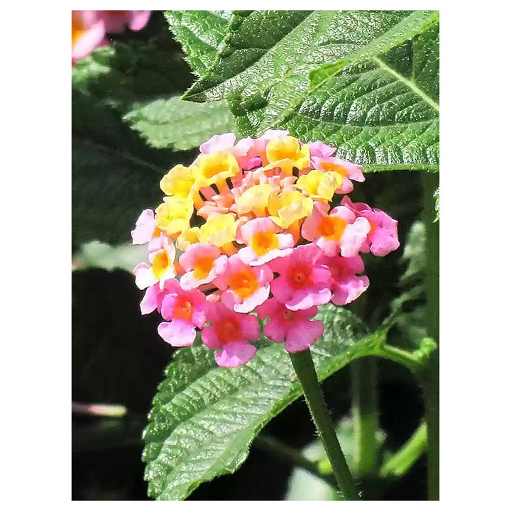 Heirloom Non-GMO Lantana Camara Flower Seeds for Planting – Colorful Drought-Tolerant Garden Blooms | Neera Seeds product photo [neera-v4-d6343aa13f3ec2b27ad3]