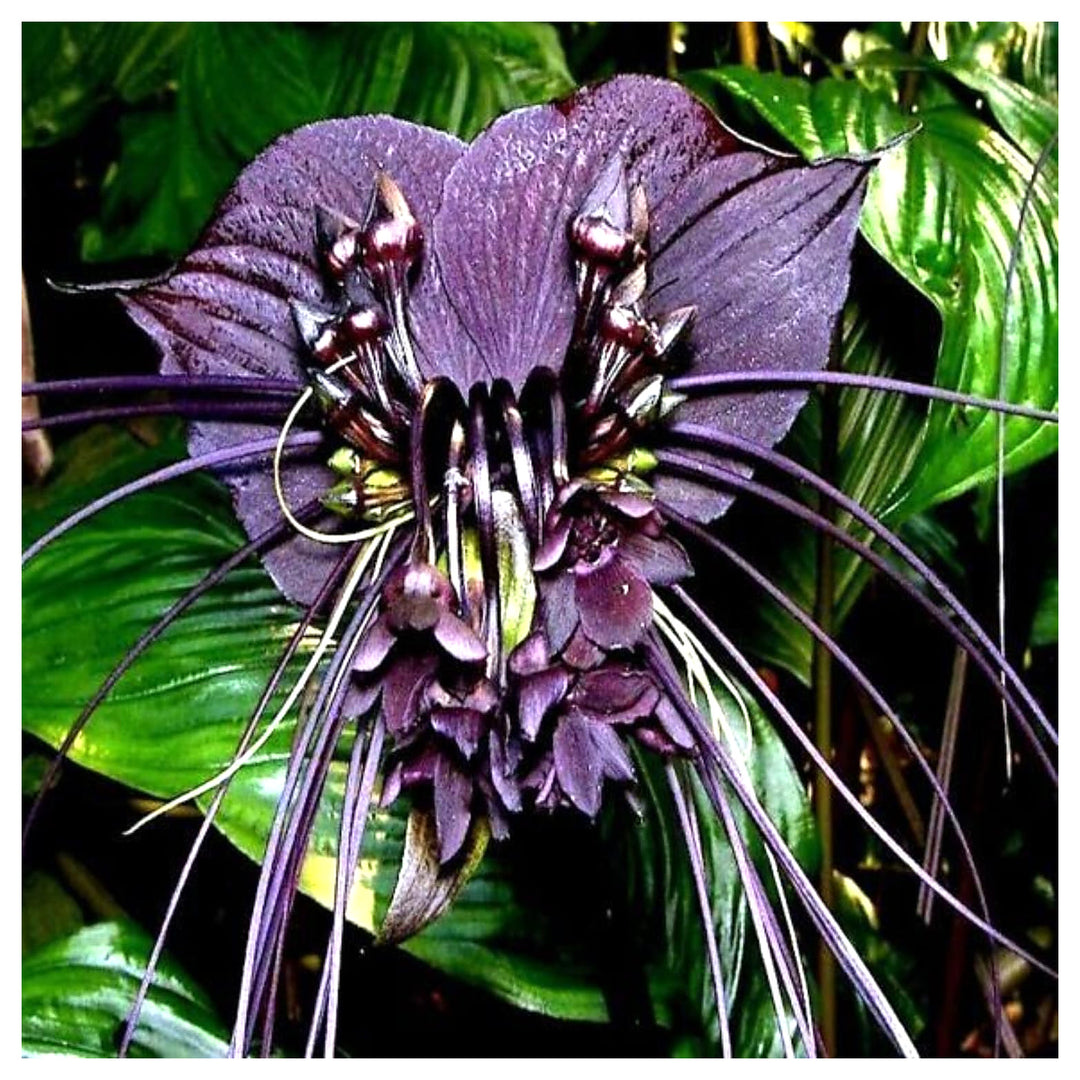 Heirloom Non-GMO Tacca Chantrieri Flower Seeds for Planting – Exotic Bat Flower Tropical Blooms | Neera Seeds product photo [neera-v4-d6399d851ed23ed93976]