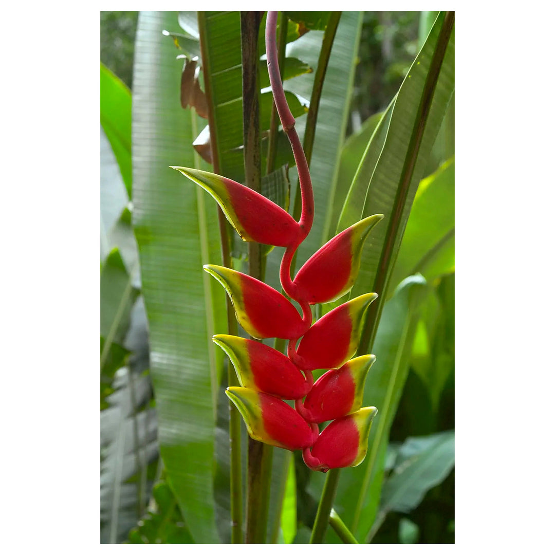 Heirloom Heliconia Harlingii Flower Seeds – Non-GMO Tropical Garden Seeds for Planting, High Germination Ornamental | Neera Seeds product photo [neera-v4-d65482c521cc076bbbb9]