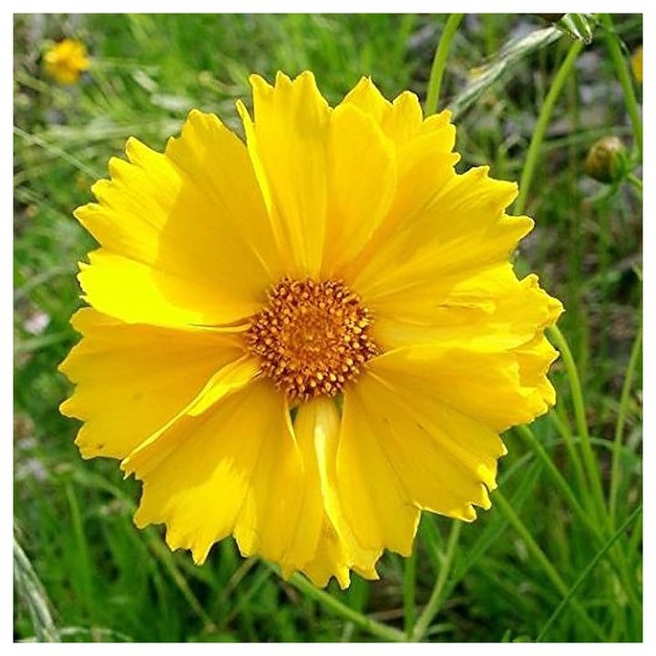 Golden Yellow Coreopsis Lanceleaf For Planting Flowers Flower Seeds for Home Garden Planting, | Neera Seeds product photo [neera-v4-d65f01f5271c3dc7b5ba]