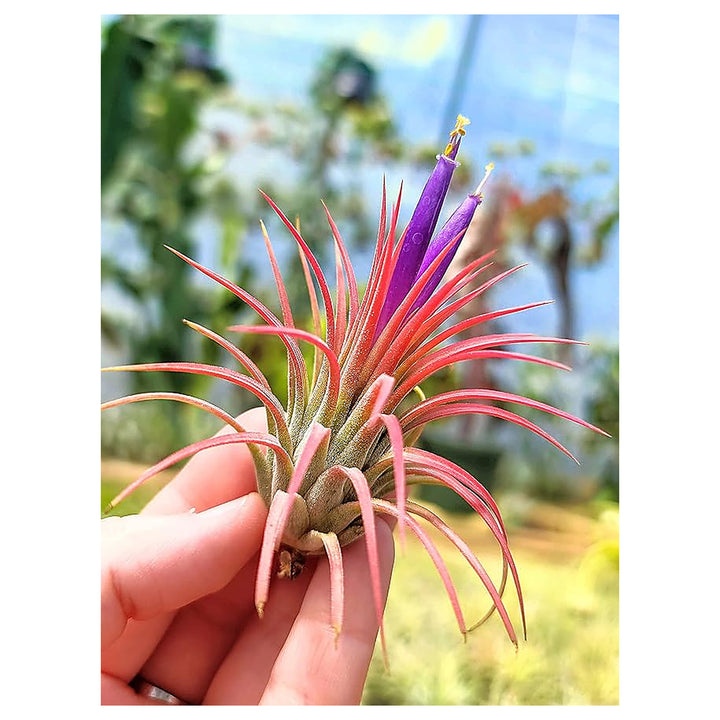 Heirloom Non-GMO Tillandsia Ionantha Air Plant Seeds – Unique Organic Garden Seeds for Planting | High Germination | Neera Seeds product photo [neera-v4-d6741a5e72c080f46bc1]