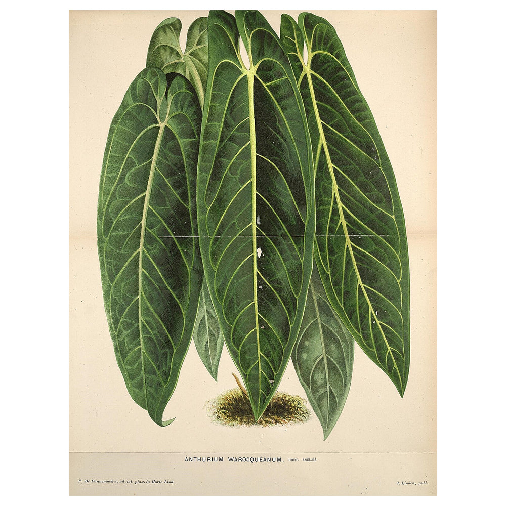 Anthurium warocqueanum (Queen Anthurium) Perennial Flower Seeds for Planting – Non-GMO, High Germination Organic Se | Neera Seeds product photo [neera-v4-d679c9fc040ef309f93f]
