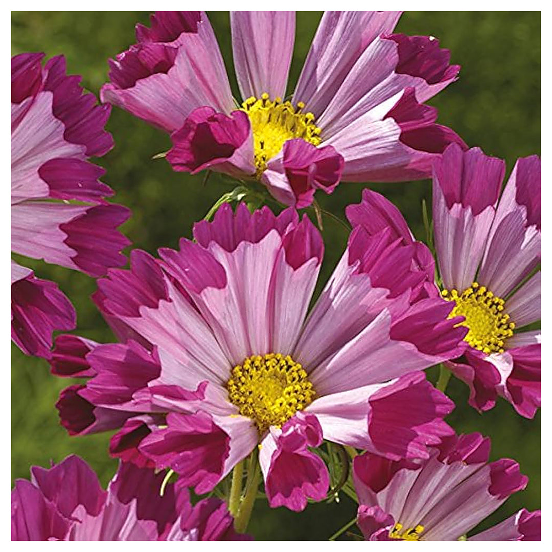 Cosmos Sea Shells Flower Approx Flower Seeds for Home Garden Planting, Landscape Organic Blooming | Neera Seeds product photo [neera-v4-d6850ef247bed439d16d]