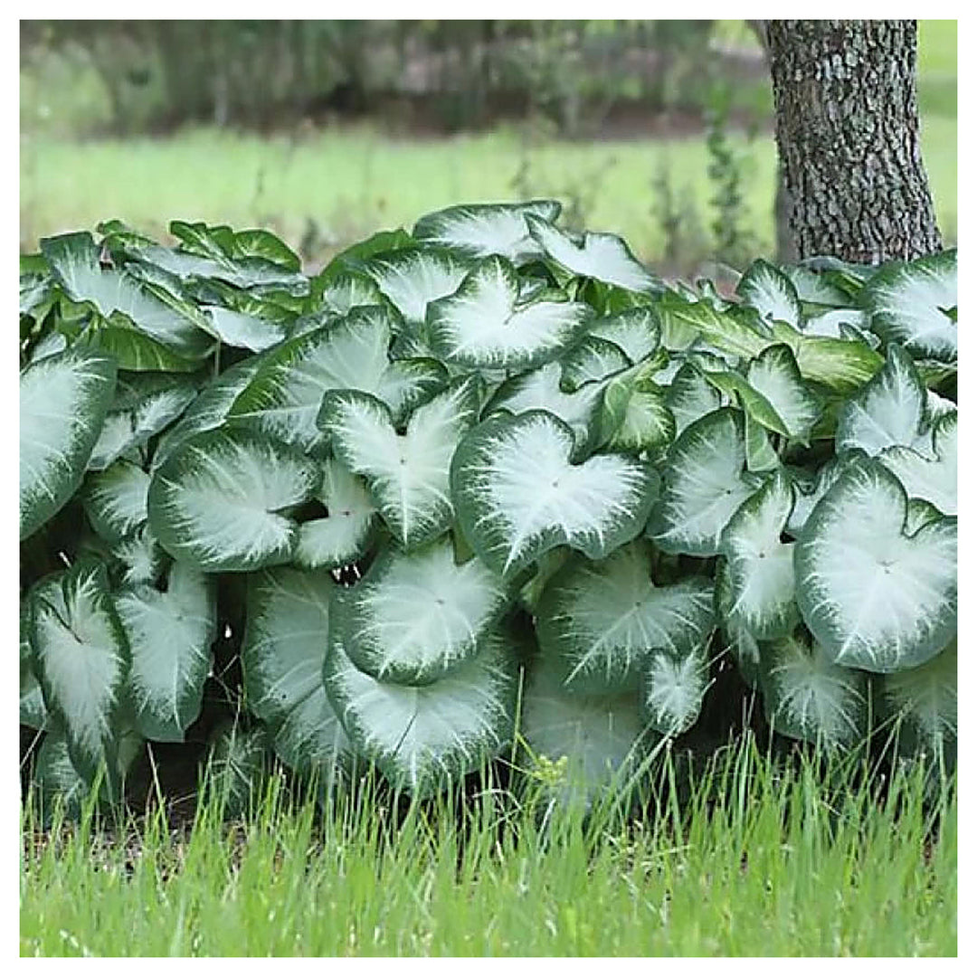 Leaf Caladium Aaron Seeds – Heirloom, Non-GMO, High Germination Organic Garden Seeds for Planting | Neera Seeds product photo [neera-v4-d68fc0b69f9cb65a8a6d]