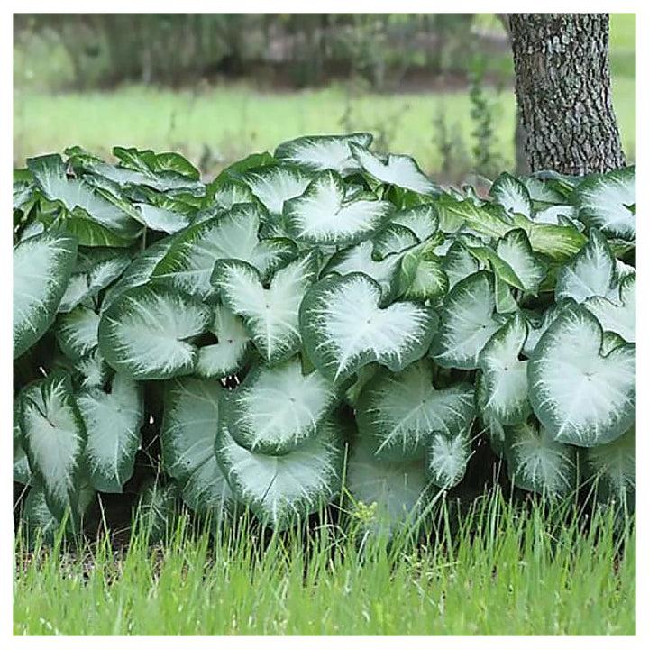 Leaf Caladium Aaron Seeds – Heirloom, Non-GMO, High Germination Organic Garden Seeds for Planting | Neera Seeds product photo [neera-v4-d68fc0b69f9cb65a8a6d]