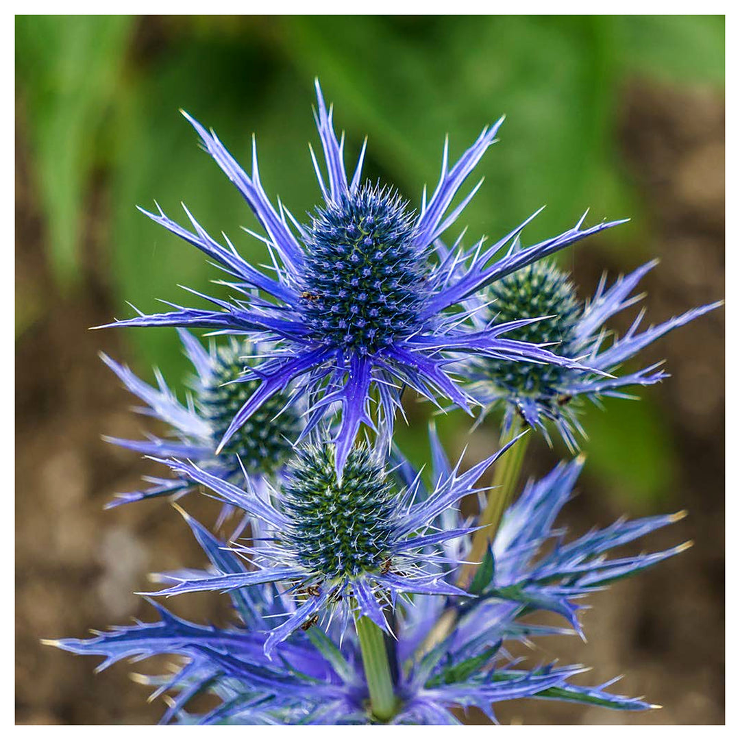 Heirloom Non-GMO Blue Eryngium Planum Flower Seeds – Unique Spiky Blooms for Garden Planting | Neera Seeds product photo [neera-v4-d6908ec9b0dddc80f041]