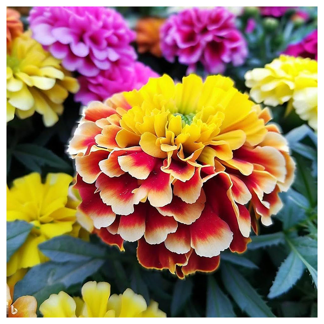 Yellow Marigold Hybrid Flower Shade Gardens Flower Seeds Home Garden Planting, Lush Organic | Neera Seeds product photo [neera-v4-d6919d60817029411ab2]