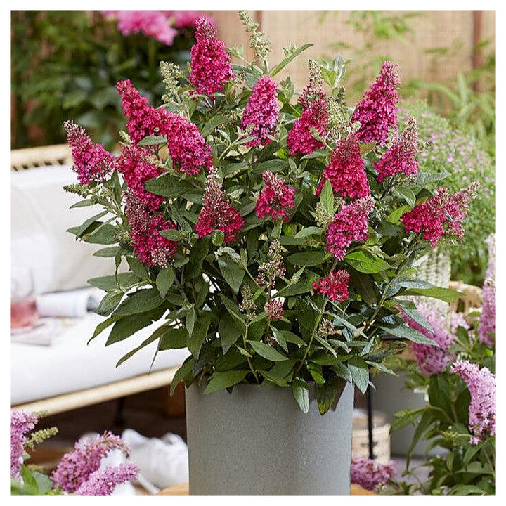 Red Buddleia Davidii Seeds for Planting – Heirloom Non-GMO High Germination Organic Garden Seeds | Neera Seeds product photo [neera-v4-d695ff4b4564a9f8a26d]