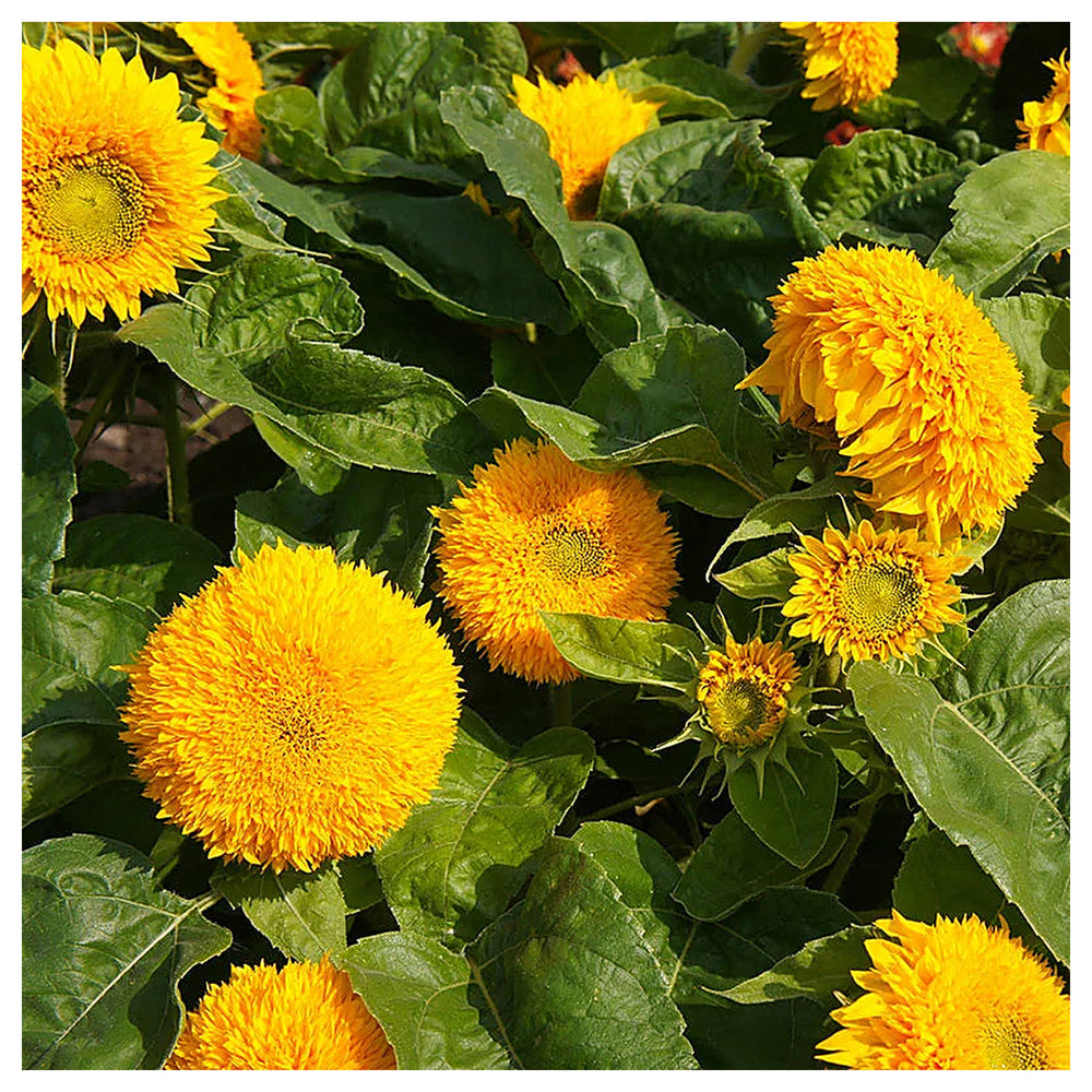 Dwarf Sunflower Flower Seeds – Heirloom, Non-GMO, High Germination Organic Garden Seeds for Planting | Neera Seeds product photo [neera-v4-d69dbf759c6e350921d0]