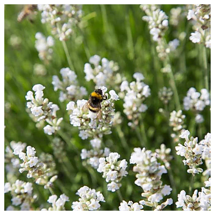 Non-GMO White Provence Lavender Flower Seeds for Planting – Garden Blooms | Neera Seeds product photo [neera-v4-d6b52ed7ee27a081b657]