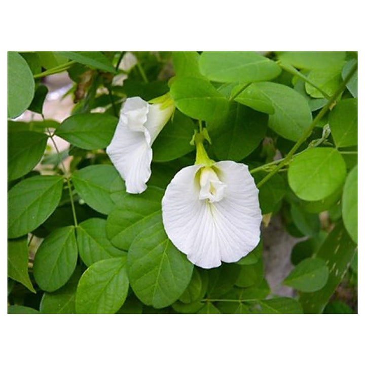 Organic Heirloom Clitoria Flower Seeds for Planting – White Blooms Non-GMO High Germination Medicinal Vines | Neera Seeds product photo [neera-v4-d6bf816cedece549a53a]