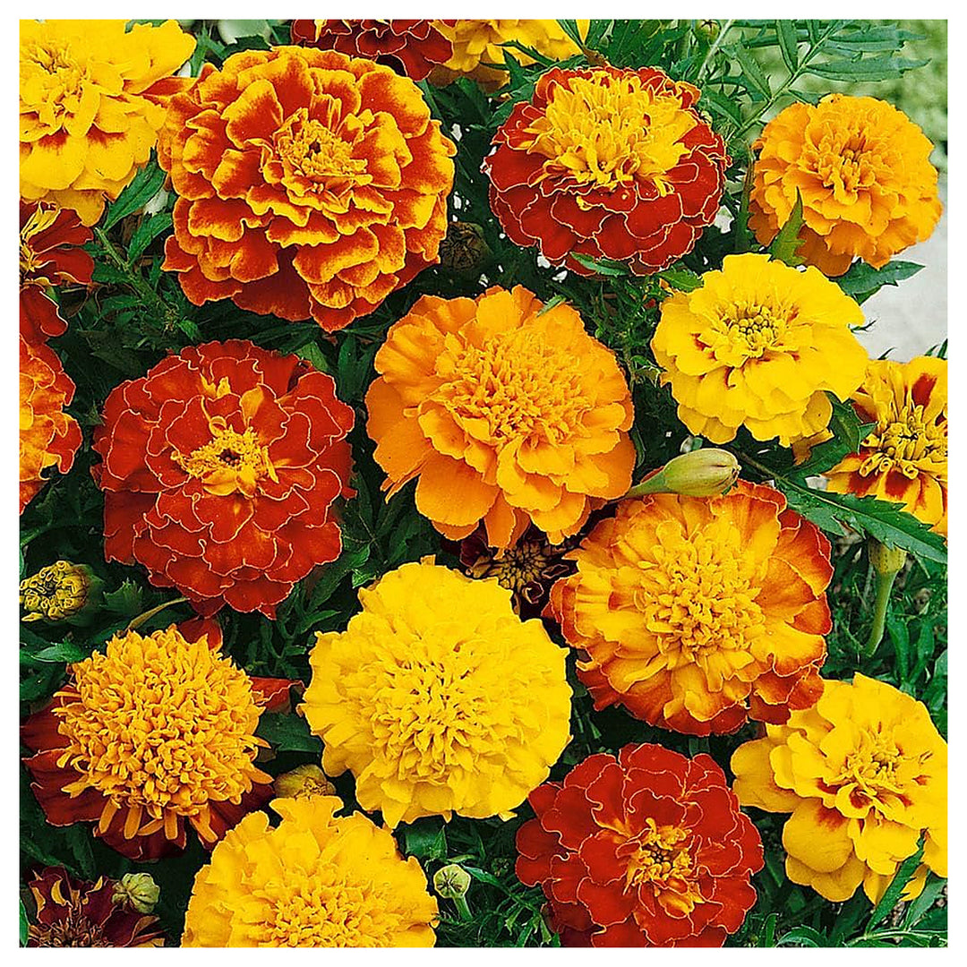 Mix Marigold Planting Tagetes Patula Garden Borders And Pots Flower Seeds Home Garden | Neera Seeds product photo [neera-v4-d6c29ba41f0e61c3972d]