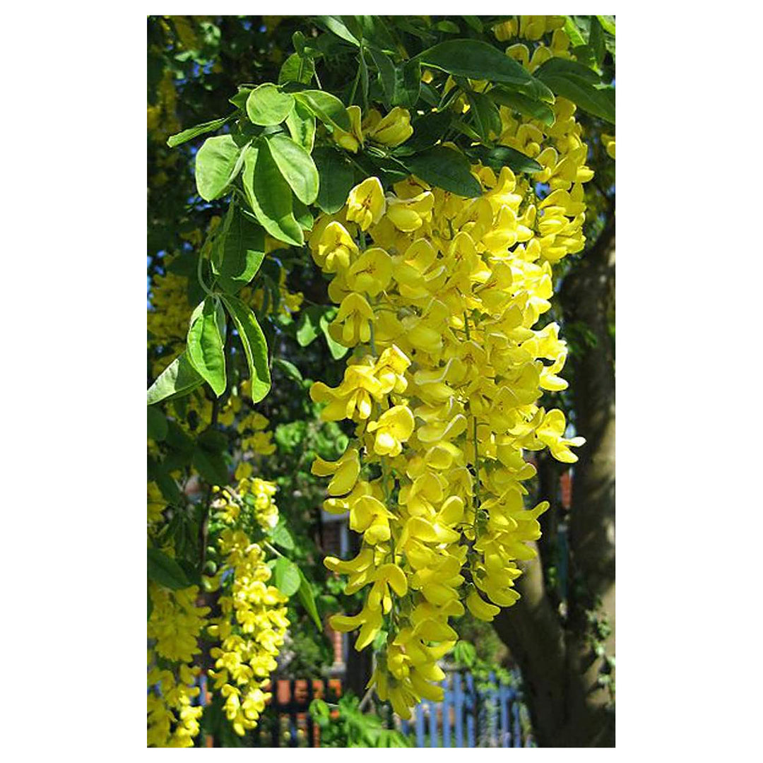 Yellow Anagyroides Flower Seeds for Planting – Vibrant Golden Blooms for Gardens & Landscapes | Neera Seeds product photo [neera-v4-d6ce574e1e461e8aafa3]