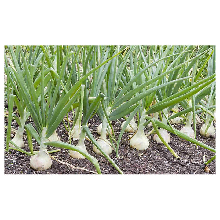 Green Spring Onions (Scallions) Vegetable Seeds for Planting – Heirloom, Non-GMO, Organic Garden Seeds | Neera Seeds product photo [neera-v4-d6dd07b04bfc86f74b77]
