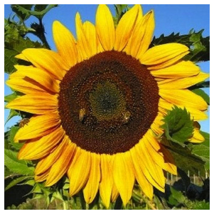 Sunzilla Sunflower Seeds – Heirloom Non-GMO Giant Sunflower Seeds for Planting | High Germination | Neera Seeds product photo [neera-v4-d6dd6d190833b739226f]