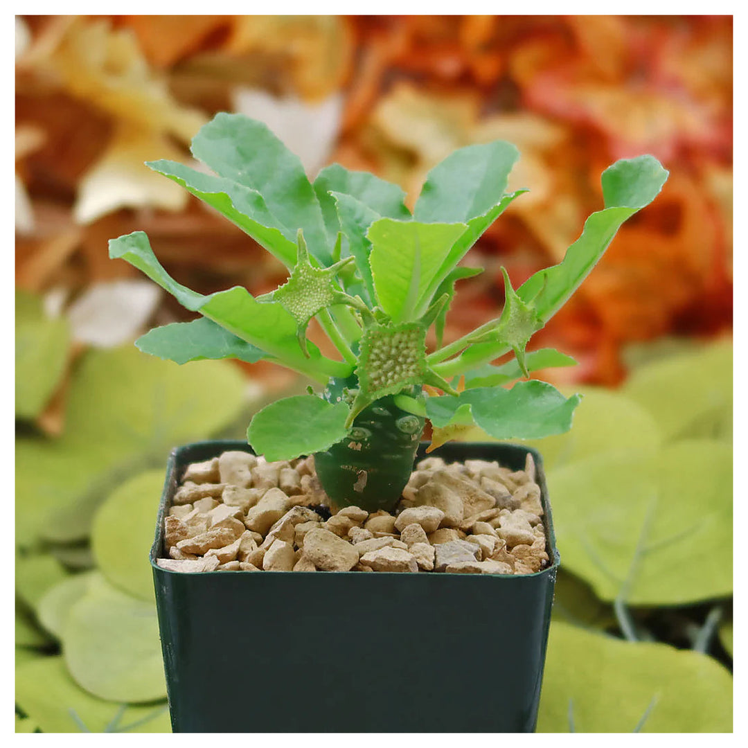 Green Dorstenia Foetida Rare Seeds for Planting – Heirloom, Non-GMO, High Germination Organic Garden Seeds for Deco | Neera Seeds product photo [neera-v4-d6e39f2995dc7fd08868]