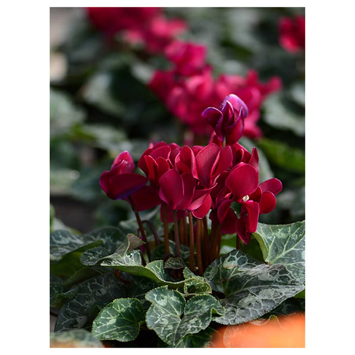 Heirloom Non-GMO Burgundy Cyclamen Flower Seeds – Rich-Colored Winter Blooms for Garden Planting | Neera Seeds product photo [neera-v4-d6f0c9bde8729cbfdcdb]