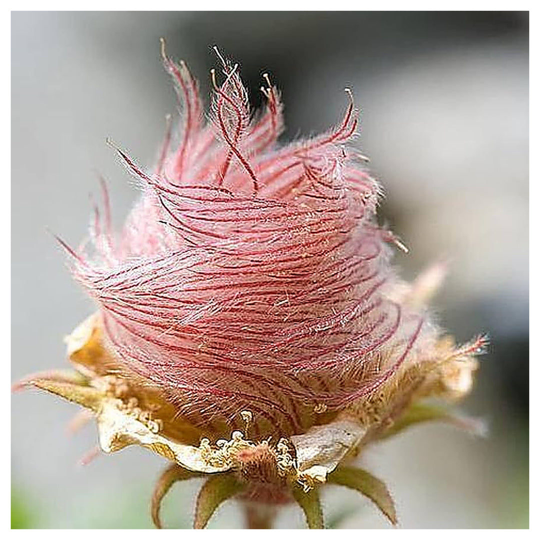 Triflorum Flower Seeds for Planting – Heirloom, Non-GMO, High Germination Organic Garden Seeds | Neera Seeds product photo [neera-v4-d6f3f9e7bb61e784474d]