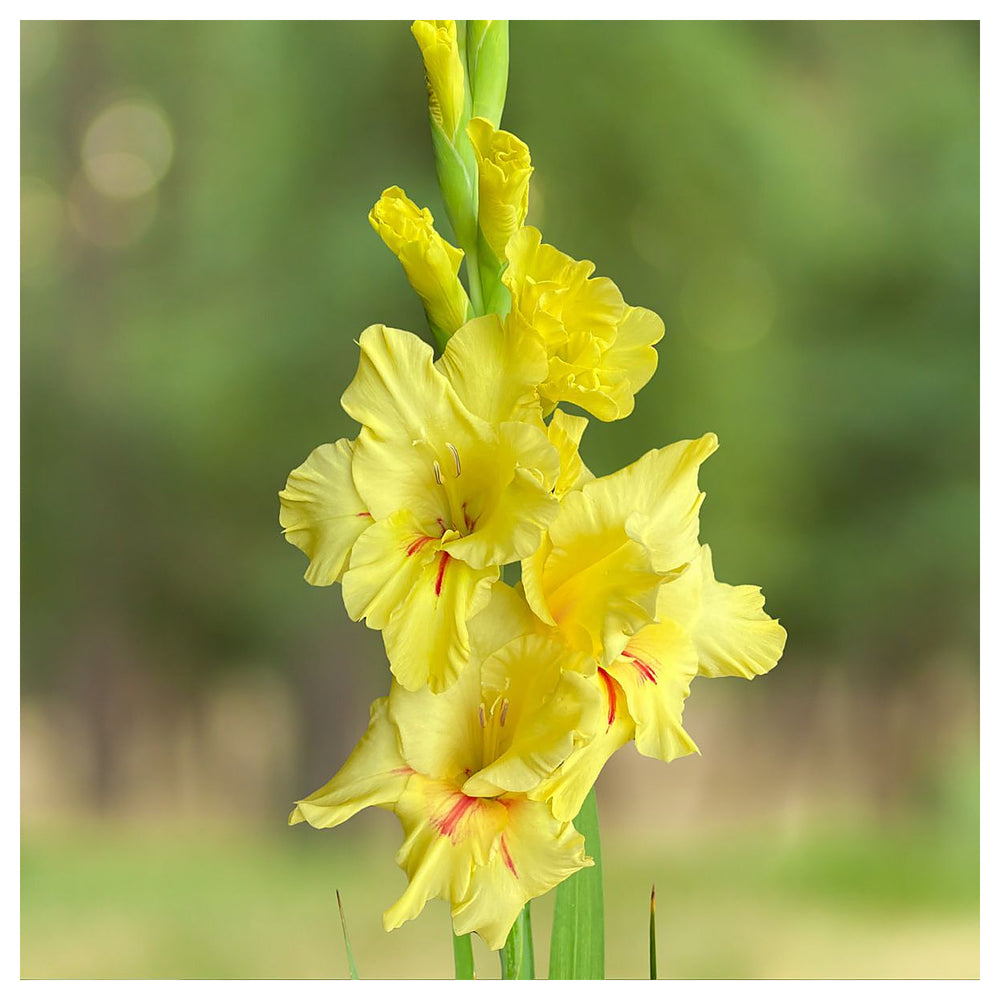 Heirloom Yellow White Gladiolus Flower Seeds – Non-GMO High Germination Perennial Blooms for Planting | Neera Seeds product photo [neera-v4-d71b3830d5921311be35]