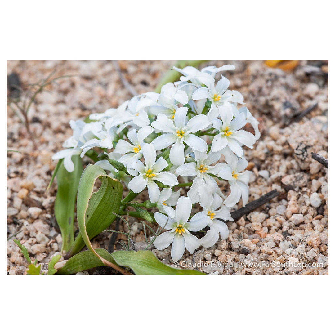 White Leucocoryne Flower Seeds for Planting – Heirloom, Non-GMO, High Germination Organic Garden Seeds | Neera Seeds product photo [neera-v4-d733c5460a8ed74d24a7]