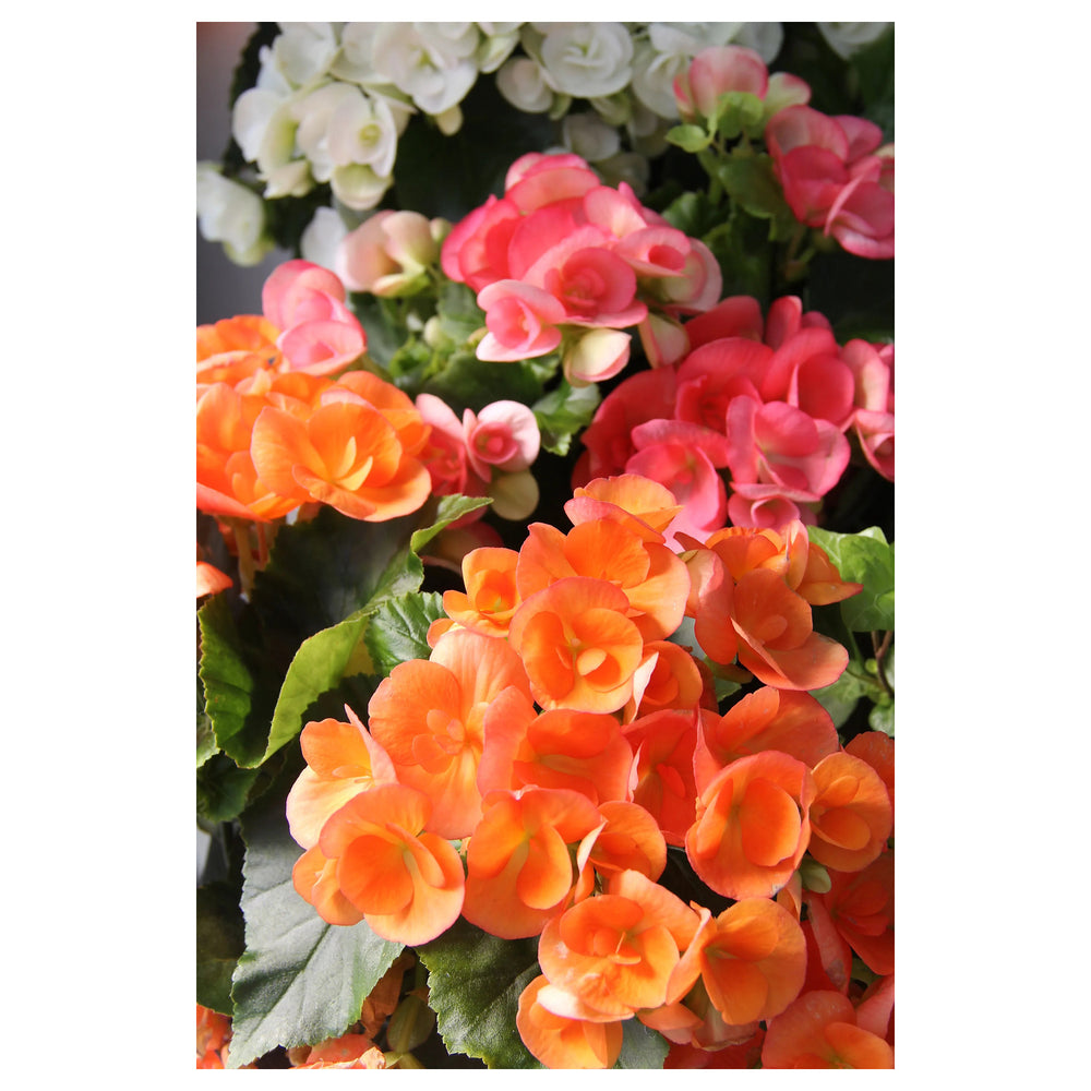 Heirloom Non-GMO Rieger Begonia Flower Seeds for Planting – Vibrant Shade-Loving Garden Blooms | Neera Seeds product photo [neera-v4-d734805453323e1c97d9]