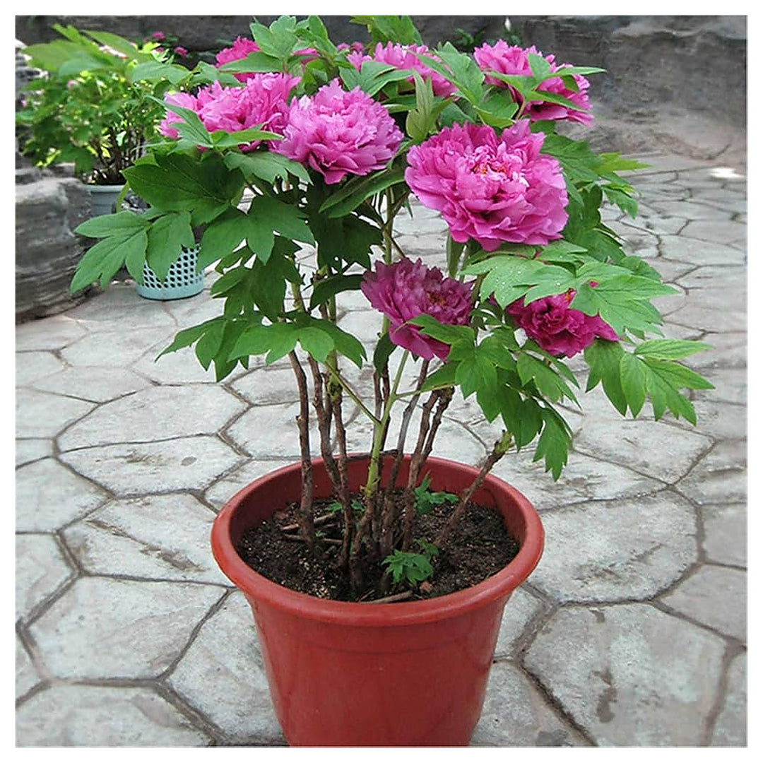Chinese Peony Authentic Beautiful Peonies In Colors Flower Seeds Home Garden Planting, | Neera Seeds product photo [neera-v4-d735cf865d571e20afc7]