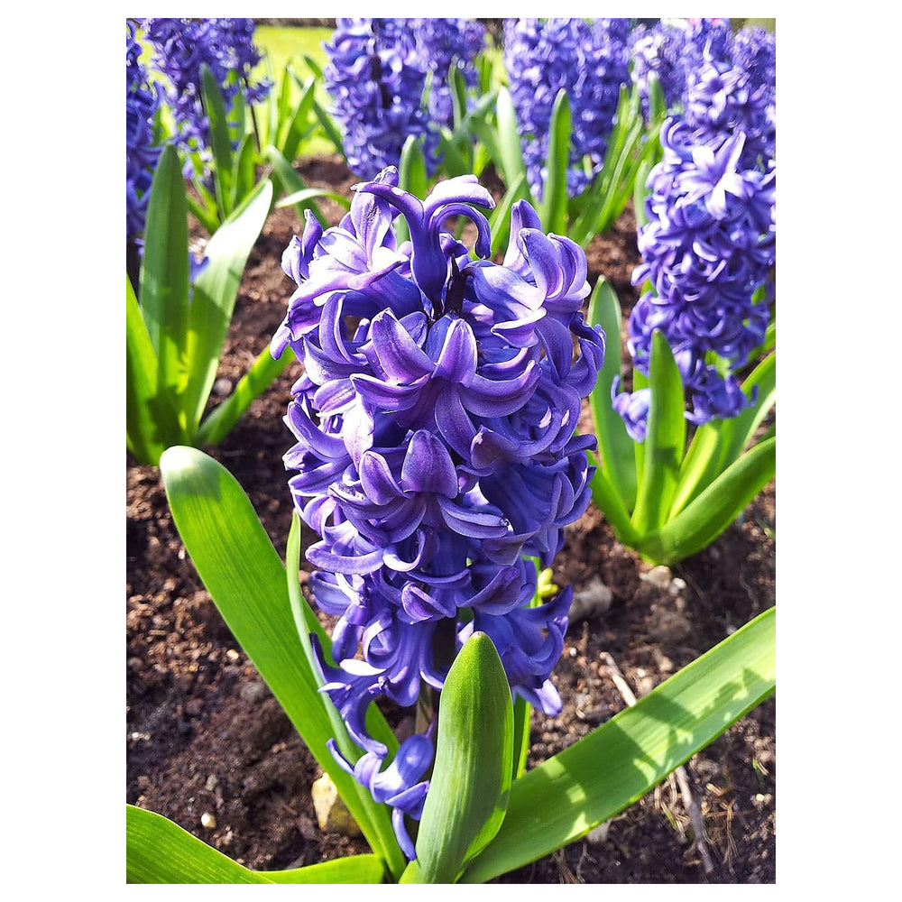 Purple Hyacinthus Orientalis Flower Seeds – Heirloom Non-GMO Seeds for Planting | High Germination Organic Garden S | Neera Seeds product photo [neera-v4-d74184a051092294ce80]