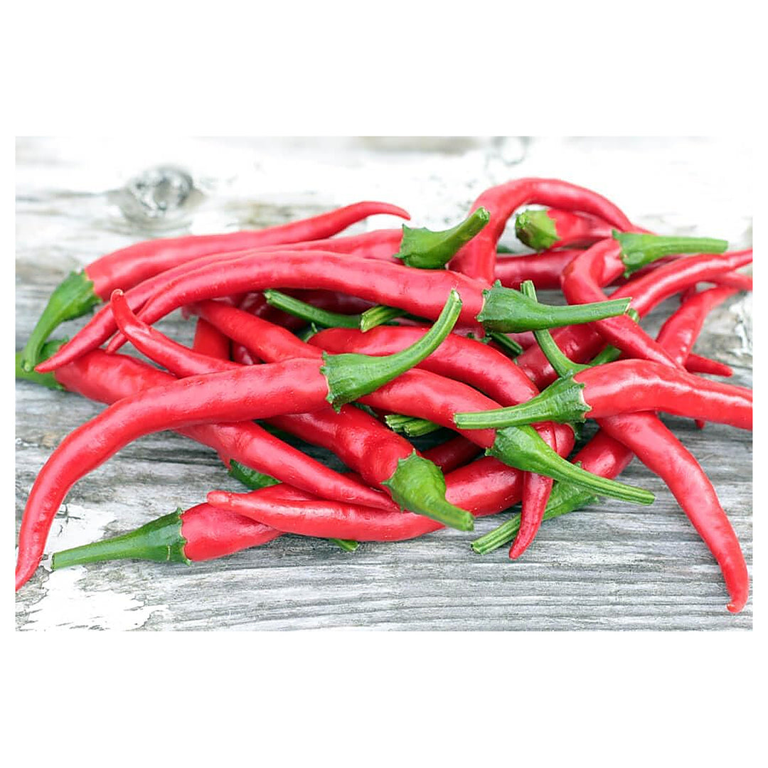Ree Chilies and Peppers Vegetable Seeds for Planting – Heirloom, Non-GMO, High Germination, Organic Garden Seeds | Neera Seeds product photo [neera-v4-d74b727e1eee7c0d662a]