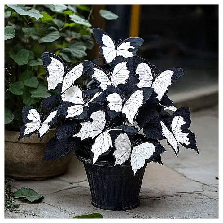 Moonlight Butterfly Begonia - White Seeds for Planting | Heirloom Non-GMO Organic Garden Seeds | Neera Seeds product photo [neera-v4-d74bc7411921ec55534b]