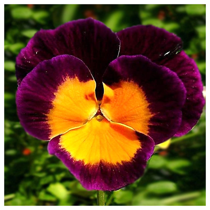 Orange Violet Pansy Flower Seeds for Planting - Non GMO seeds | Neera Seeds product photo [neera-v4-d76d2265b90c76ab636c]