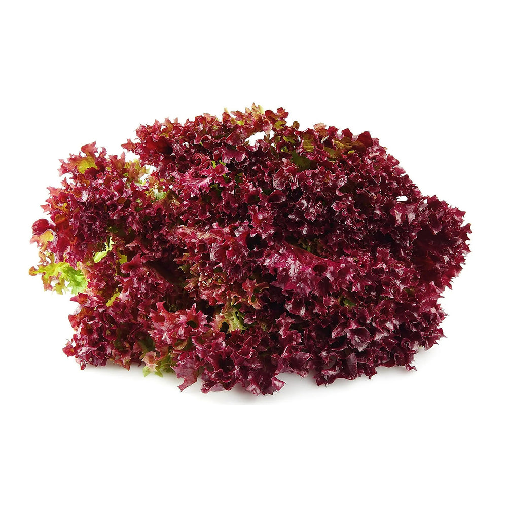 Red Lettuce Salad Bowl Seeds for Planting – Heirloom, Non-GMO, Organic Garden Seeds with High Germination | Neera Seeds product photo [neera-v4-d779e9e664303399c61c]