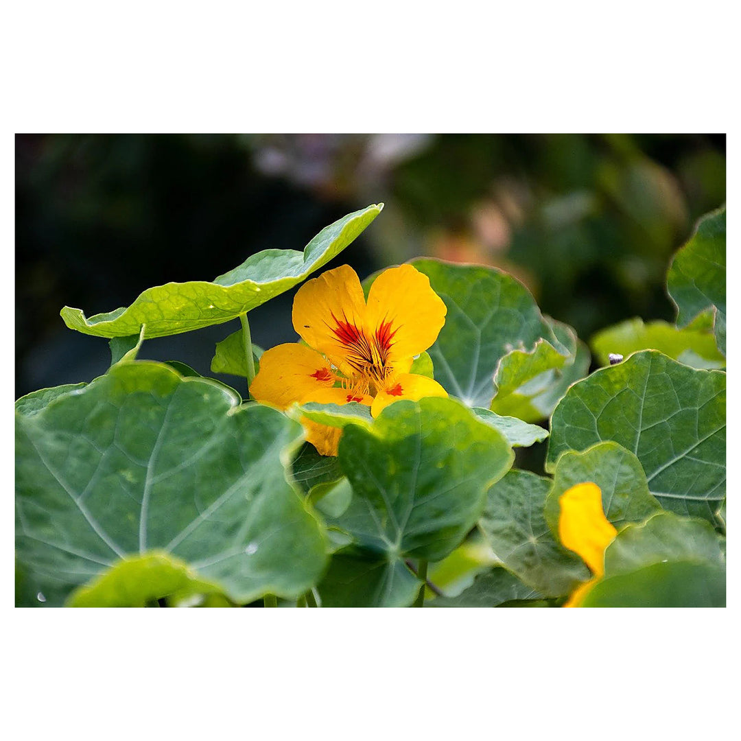 Heirloom Cream Yellow Nasturtium Flower Seeds for Planting | Non-GMO Organic Garden Seeds | Edible Blooms High Germ | Neera Seeds product photo [neera-v4-d78572825bb2fb048aaf]