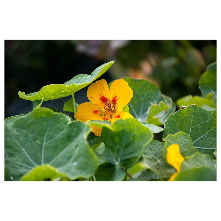 Heirloom Cream Yellow Nasturtium Flower Seeds for Planting | Non-GMO Organic Garden Seeds | Edible Blooms High Germ | Neera Seeds product photo [neera-v4-d78572825bb2fb048aaf]
