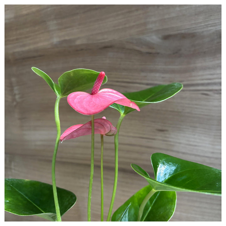 Heirloom Non-GMO Anthurium Flower Seeds for Planting – Fresh Pink Exotic Blooms, High Germination Organic Garden Se | Neera Seeds product photo [neera-v4-d79a3637500826f88584]