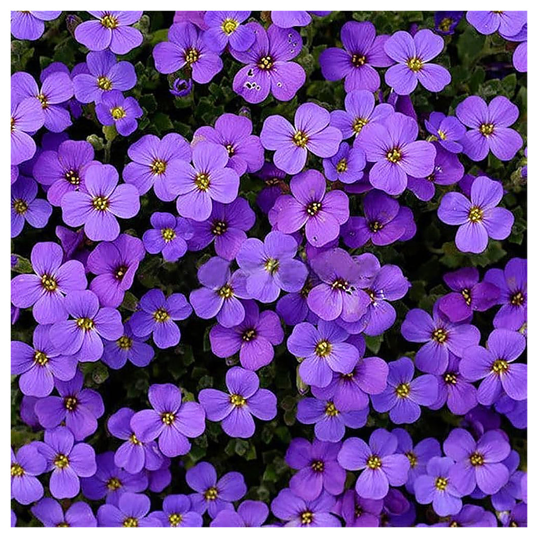 Purple Aubrieta Rock Cascade Flower Seeds for Planting – Heirloom, Non-GMO, High Germination Ground Cover for Borde | Neera Seeds product photo [neera-v4-d79ae8130ab06dae2841]