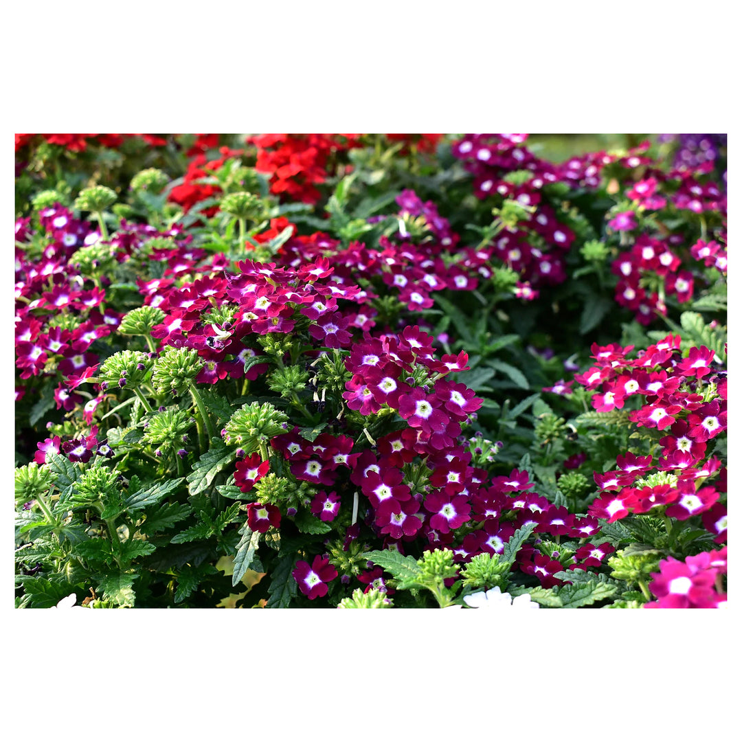 Semi-Trailing Verbena Flower Seeds for Planting – Heirloom Non-GMO | Cascading Blooms for Hanging Baskets | Neera Seeds product photo [neera-v4-d7b1d9c0012ea1c0c69f]