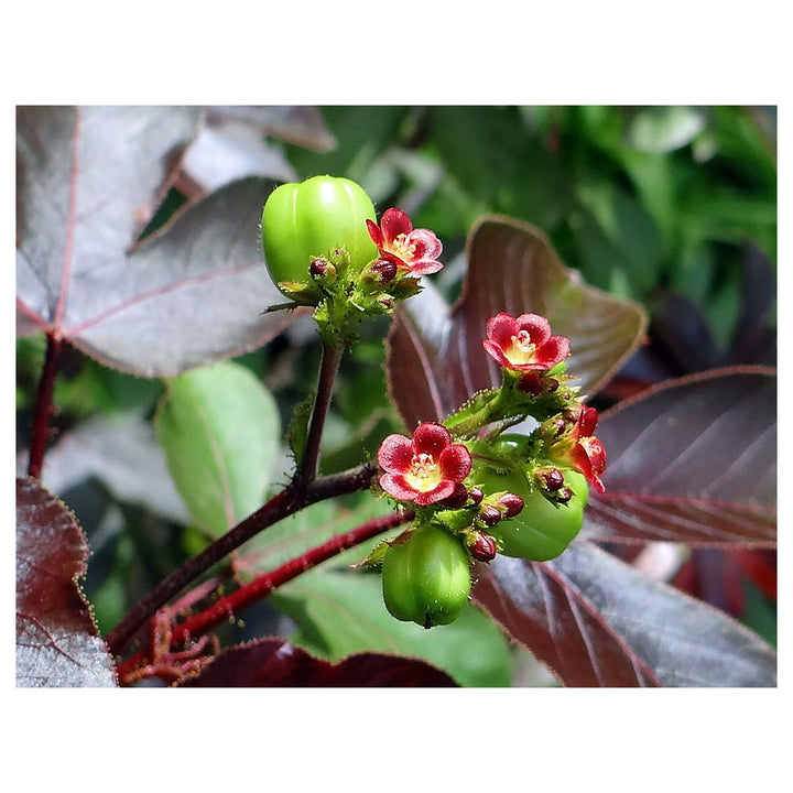 Organic Red Bellyache Bush Plant Seeds for Planting – Heirloom, Non-GMO | Neera Seeds product photo [neera-v4-d7b7478461868b7f2a53]