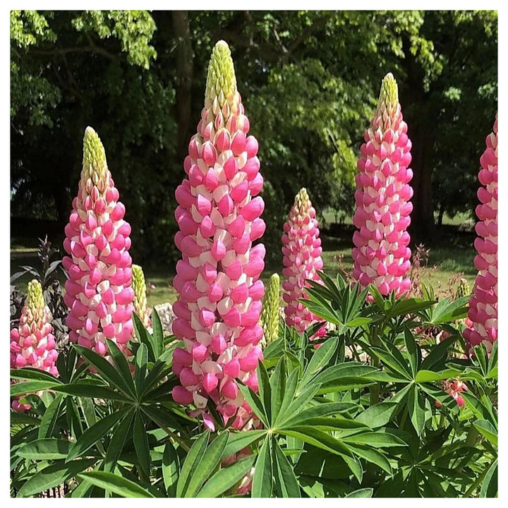 Heirloom Non-GMO Pink Lupine Popsicle Flower Seeds – Tall Spiky Blooms for Garden Planting | Neera Seeds product photo [neera-v4-d7b894c68ddd17aa8b45]