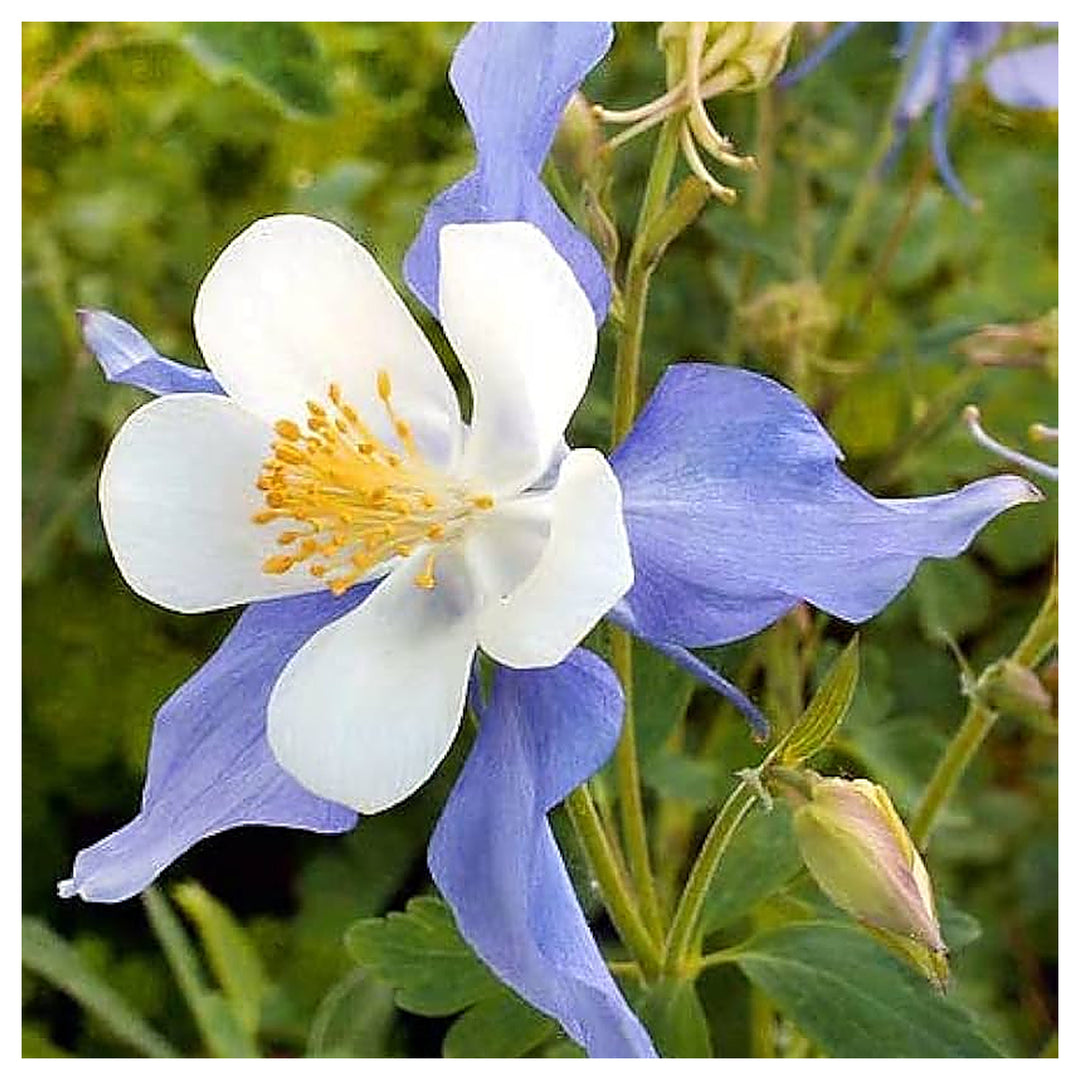 Heirloom Non-GMO Sky Blue Columbine Flower Seeds for Planting – Elegant Perennial Garden Seeds | Neera Seeds product photo [neera-v4-d7bdddf1bd78f10f15fc]