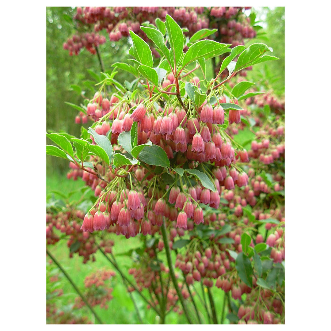 Heirloom Non-GMO Enkianthus Campanulatus Flower Seeds for Planting – Elegant Bell-Shaped Blooms for Ornamental Gard | Neera Seeds product photo [neera-v4-d7c8b4242d716636d672]