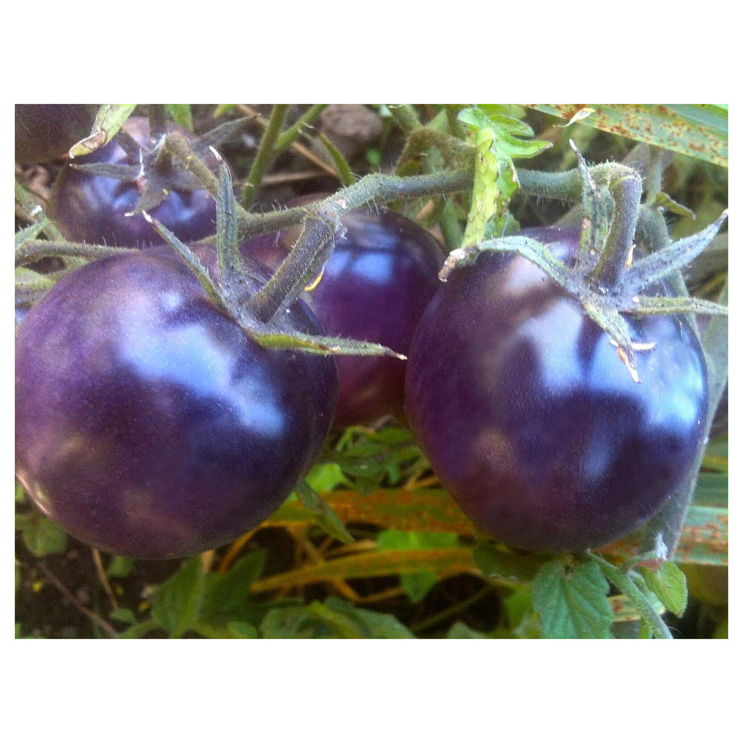 Tomato Seeds for Planting – Blue Variety, Heirloom, Non-GMO, Organic Garden Seeds, High Germination | Neera Seeds product photo [neera-v4-d7d2f4ac77a26aefe8d4]
