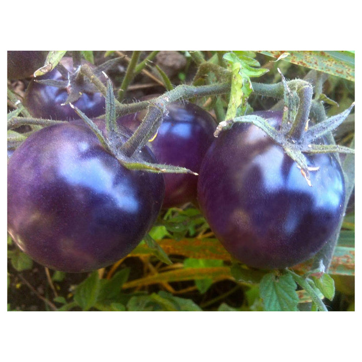 Tomato Seeds for Planting – Blue Variety, Heirloom, Non-GMO, Organic Garden Seeds, High Germination | Neera Seeds product photo [neera-v4-d7d2f4ac77a26aefe8d4]