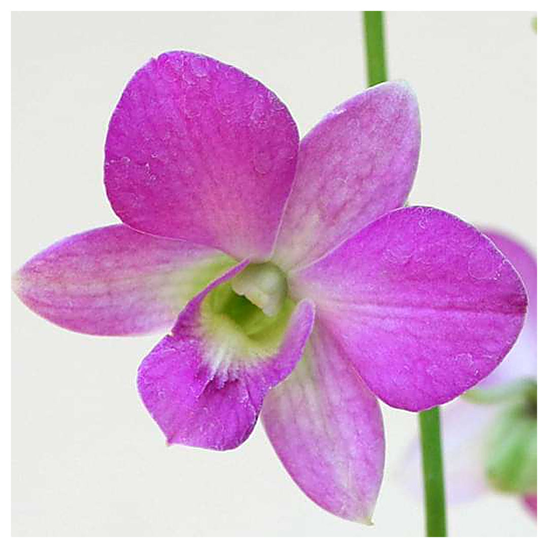 Dendrobium Flower Seeds Lavender for Planting | Heirloom Non-GMO High Germination Organic Garden Seeds | Neera Seeds product photo [neera-v4-d7ead5828e5f0fda2c6f]