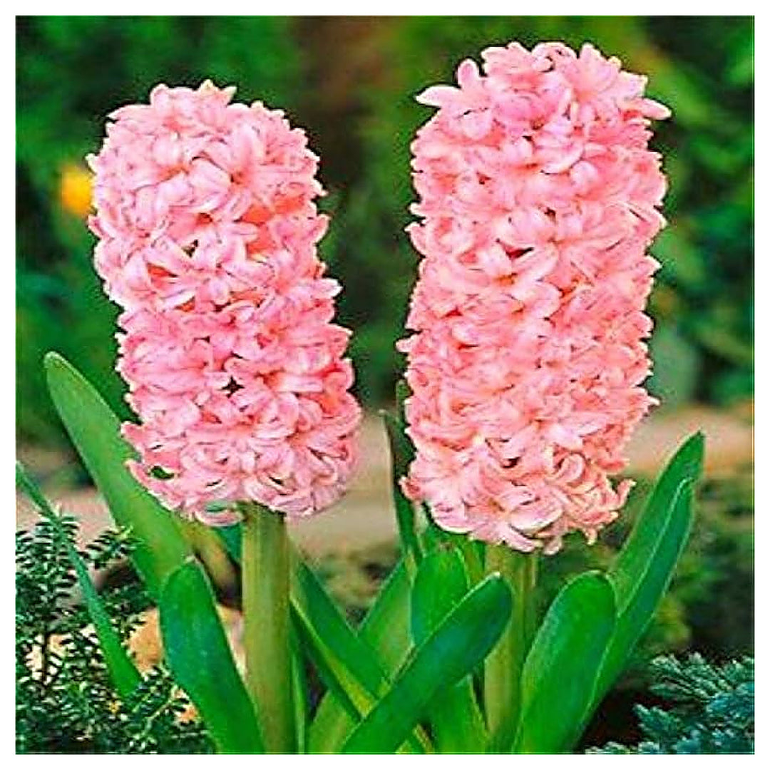Hyacinthus Orientalis Seeds for Planting – Heirloom, Non-GMO, High Germination Organic Garden Flower Seeds | Neera Seeds product photo [neera-v4-d7ec52bbeeceac0eb41e]