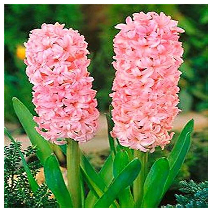 Hyacinthus Orientalis Seeds for Planting – Heirloom, Non-GMO, High Germination Organic Garden Flower Seeds | Neera Seeds product photo [neera-v4-d7ec52bbeeceac0eb41e]