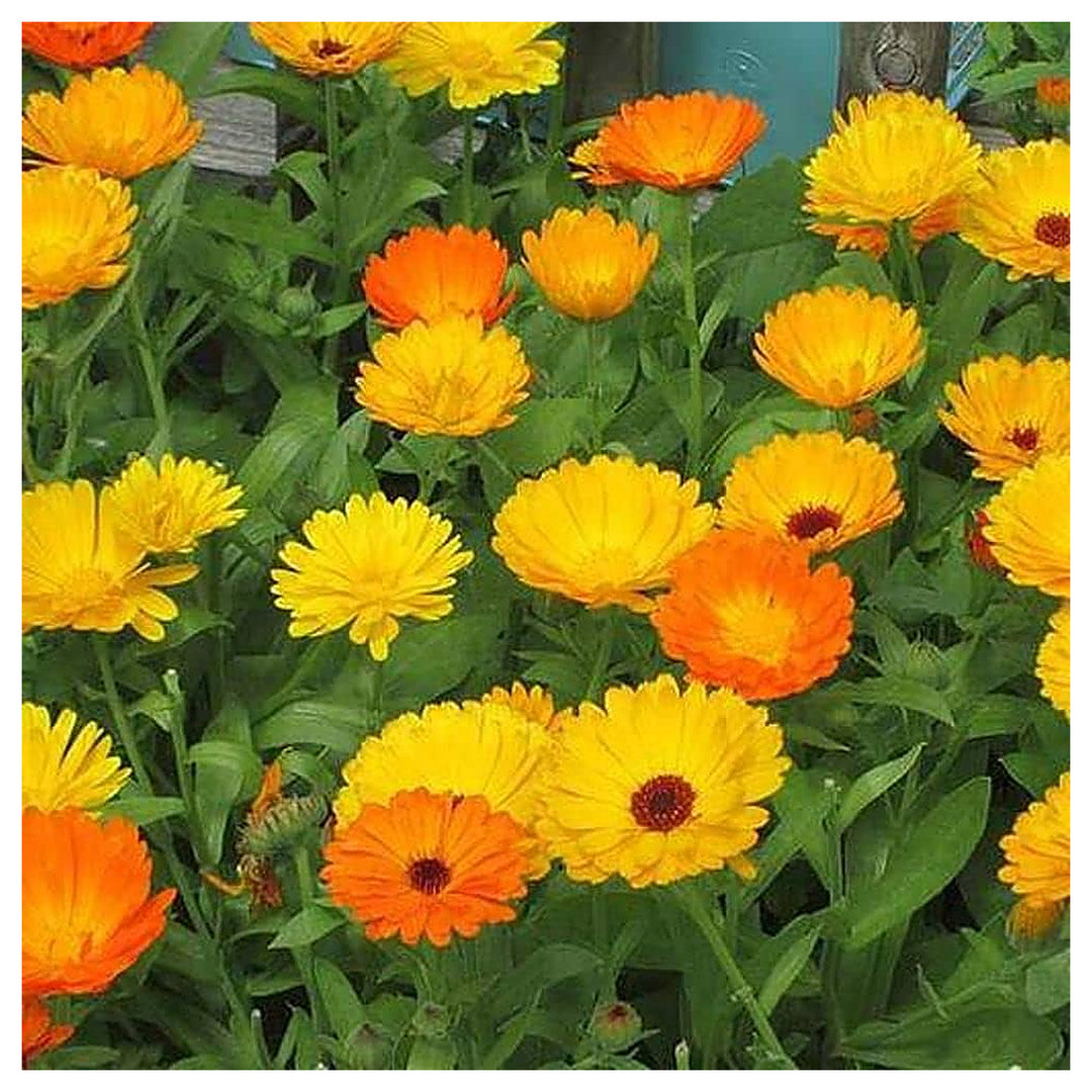 Pacific Beauty Mix Calendula Planting Non Gmo Heirloom Flower Seeds Home Garden Planting, | Neera Seeds product photo [neera-v4-d7f51be15922d9d320db]