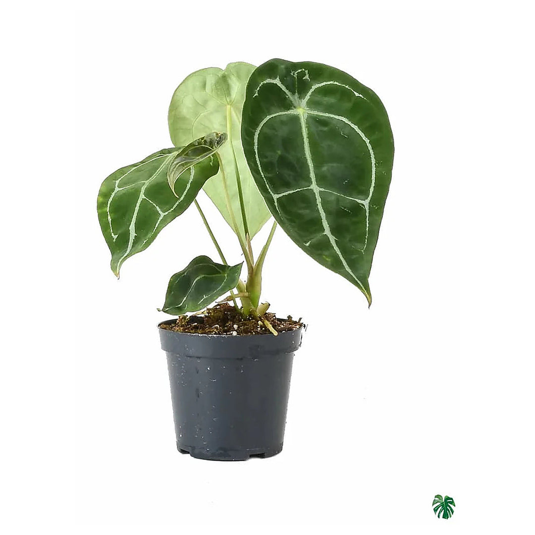 Anthurium forgetii Plant Seeds – Heirloom Non-GMO Organic Garden Seeds for Planting, High Germination Rate | Neera Seeds product photo [neera-v4-d7f5831f71753c515011]
