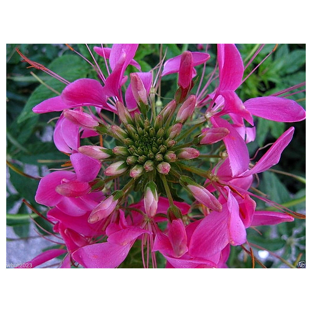Cleome Rose Regina Hassleriana Spider Flower Flower Seeds for Home Garden Planting, Landscape | Neera Seeds product photo [neera-v4-d7f7eebc722fde3f76ad]