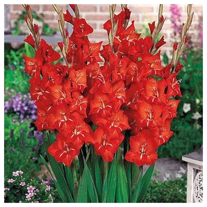 Organic Heirloom Gladiolus Flower Seeds for Planting – Red Variety Non-GMO High Germination Tall Blooms | Neera Seeds product photo [neera-v4-d7fa22561732157646c8]