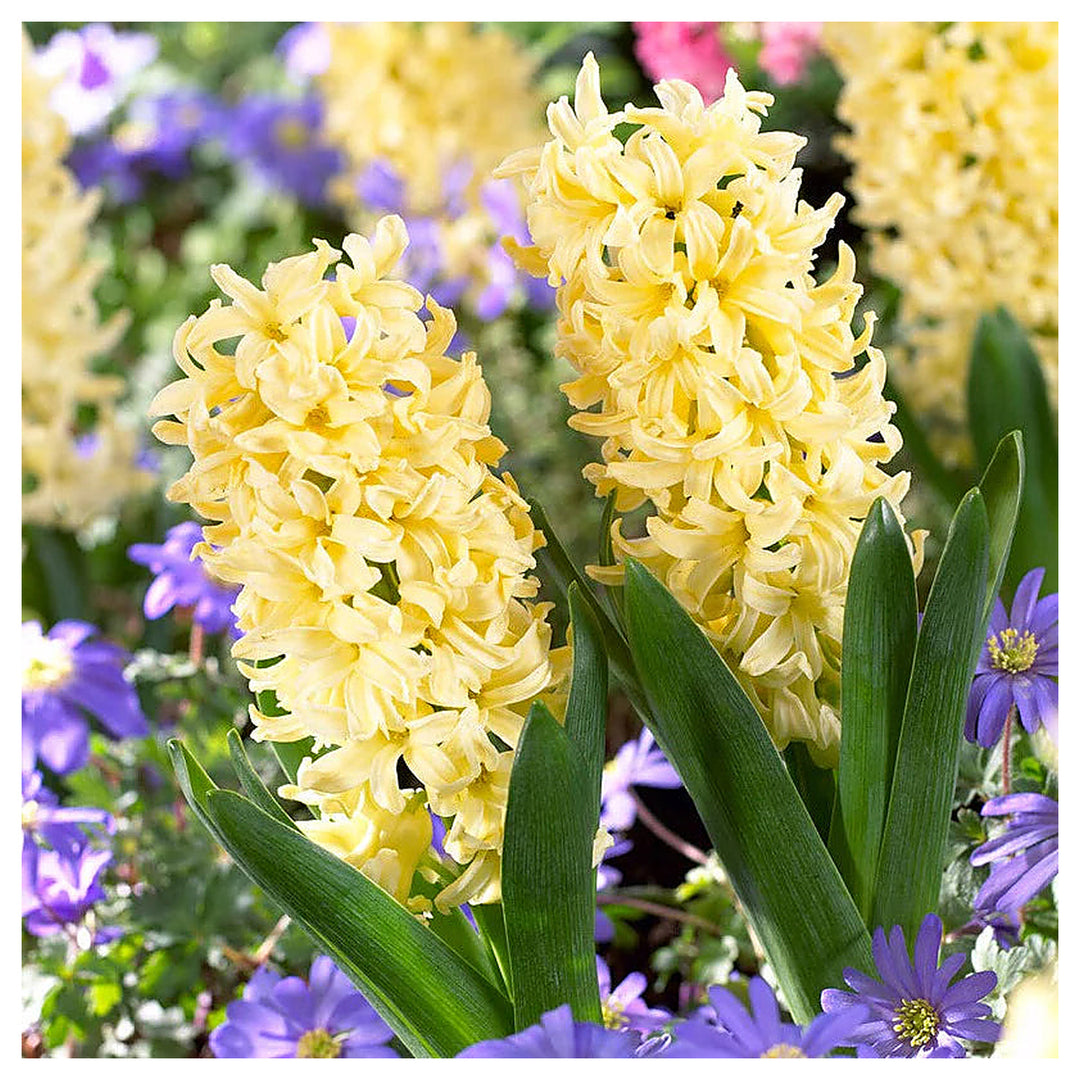 Heirloom Non-GMO Light Yellow Hyacinth Flower Seeds for Fragrant Spring Gardens and Outdoor Planting | Neera Seeds product photo [neera-v4-d7fc6574b1443453e4bf]